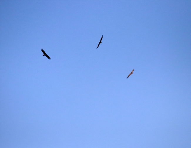 Bolu'da yeni kara akbaba kolonisi tespit edildi